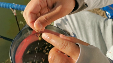 麦子钓鱼 钓青鱼螺蛳要这样挂才能提高中鱼率 [视频]