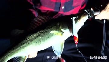 DNE去路亚 夜钓海鲈靠谱不？颤杀实战连拔 [视频]