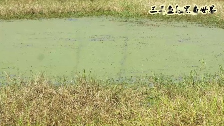 三耳鱼的黑鱼世界 2020冬季雷强之三 [视频]