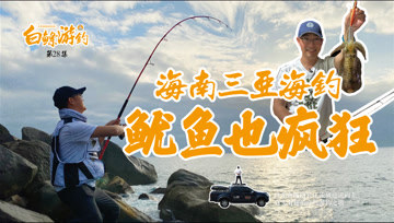 白条杀手  600元钓费，8个木虾挂底，终获白条大鱿鱼 [视频]	