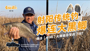 白条杀手 这是传统钓最爽的一次，蒲草塘41码大鲫鱼 [视频]