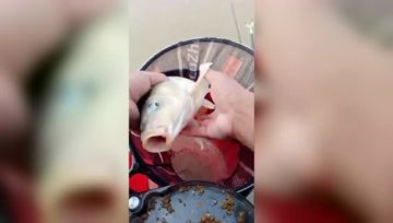 鲶鲤大杀手 浮水颗粒泡泡球钓鲤鱼开饵技巧 [视频]