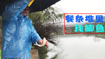 户外老曹  实战，看老曹怎么在餐条堆里钓鲫鱼 [视频]