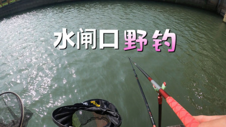 钓鱼维 水闸口野钓土鲮 [视频]