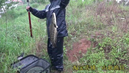 三本先生 河道水草处点钓黑鱼、四 [视频]