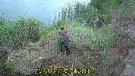 三本先生 点钓黑鱼、河道水草处点钓黑鱼、五 [视频]