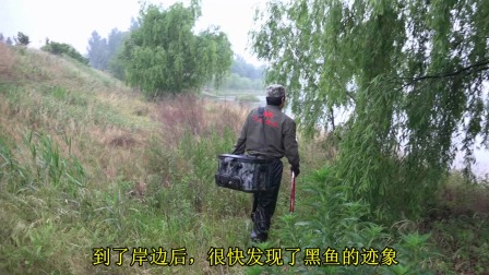 三本先生 点钓黑鱼、雨天点钓黑鱼 [视频]