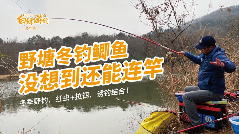白条杀手 深山野塘十几年没干，钓友说里面鲫鱼都1斤 [视频]