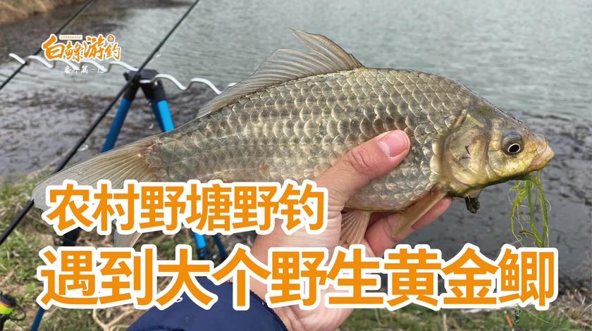 白条杀手 大年30吃完年饭就钓鱼 [视频]