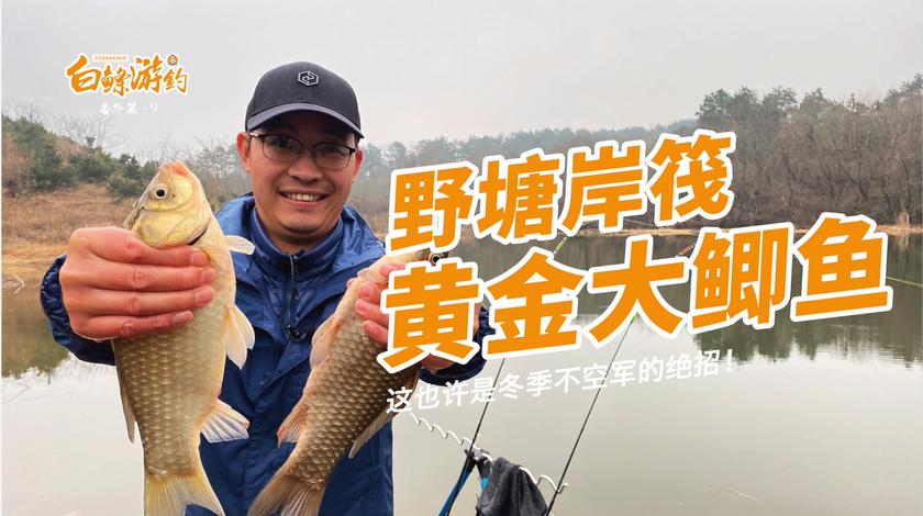 白条杀手 深山野塘据说很多斤鲫，这回真碰上了 [视频]