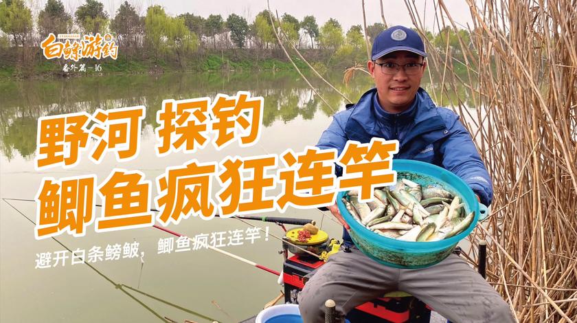 白条杀手 野河钓鲫鱼，遇到白条疯狂闹窝 [视频]