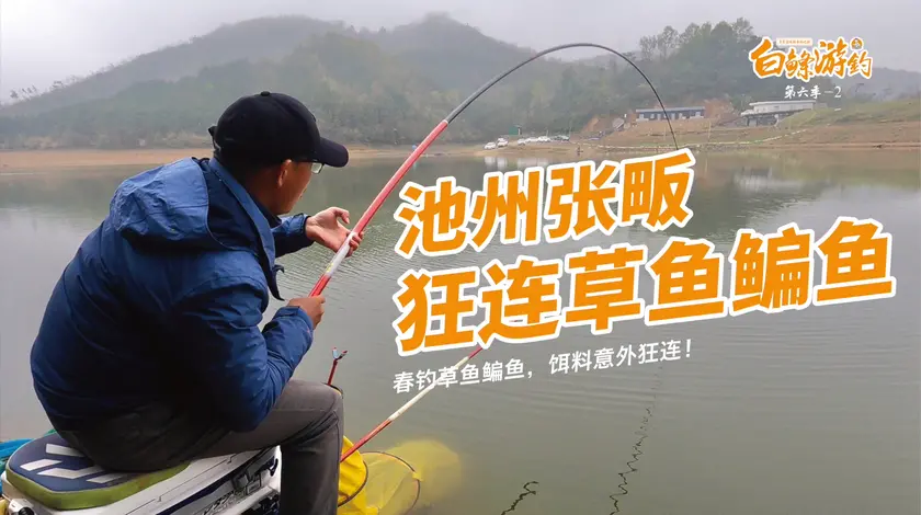 白条杀手 搓饵浮钓草鱼效果逆天，草鳊鱼疯狂连竿 [视频]