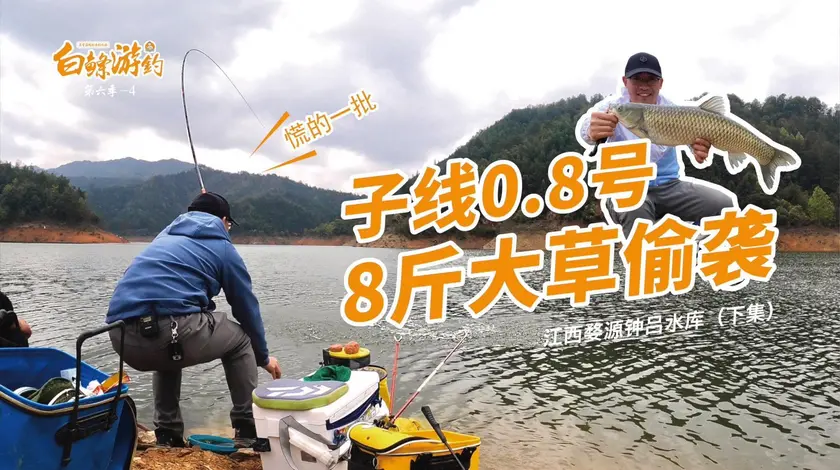 白条杀手 拉白条的时候上大草鱼，线拉的呼呼响 [视频]