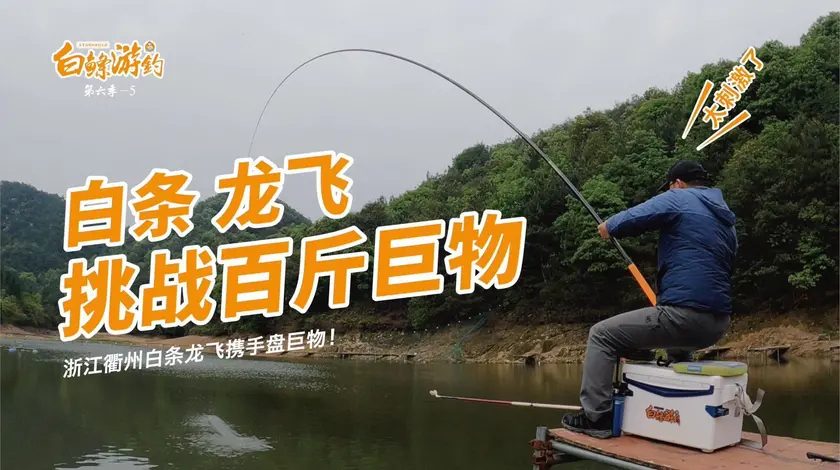 白条杀手 白条龙飞相约盘百斤巨物 [视频]