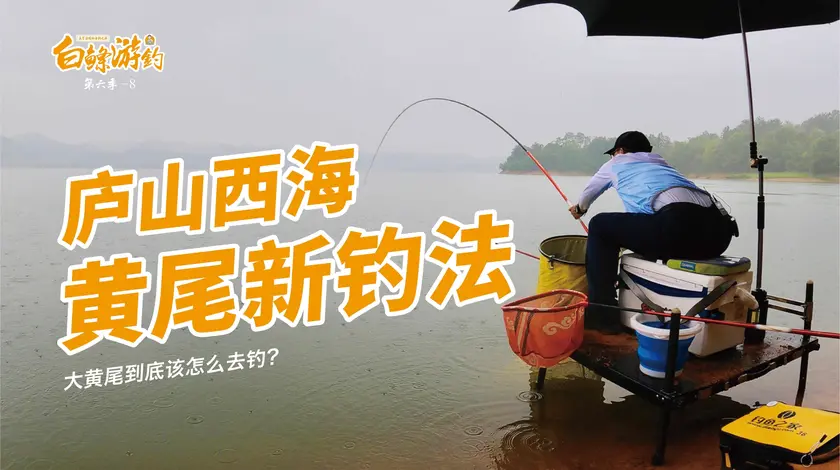 白条杀手 黄尾鲴钓灵能行吗？实战效果到底怎么样 [视频]