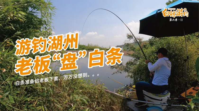 白条杀手 库钓鲢鳙30连竿，白条累到气喘吁吁 [视频]