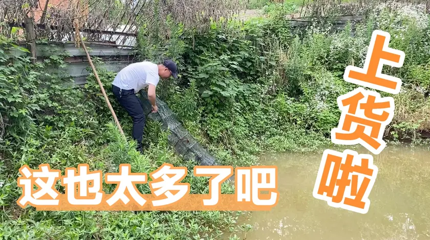 白条杀手 白条端午回老家，表叔送100斤桃子不要钱 [视频]