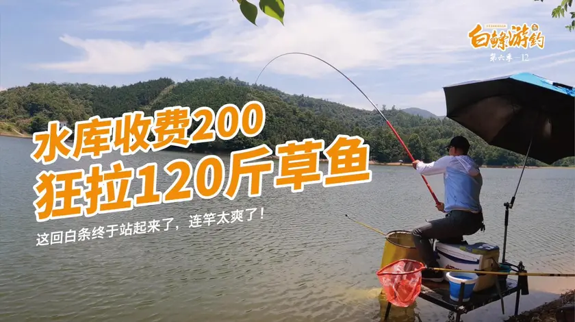 白条杀手 深山水库大物横行，连竿狂拉120斤 [视频]