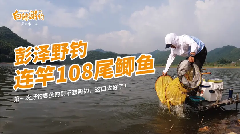 白条杀手 5000亩的大水库，大鲫鱼泛滥成灾 [视频]