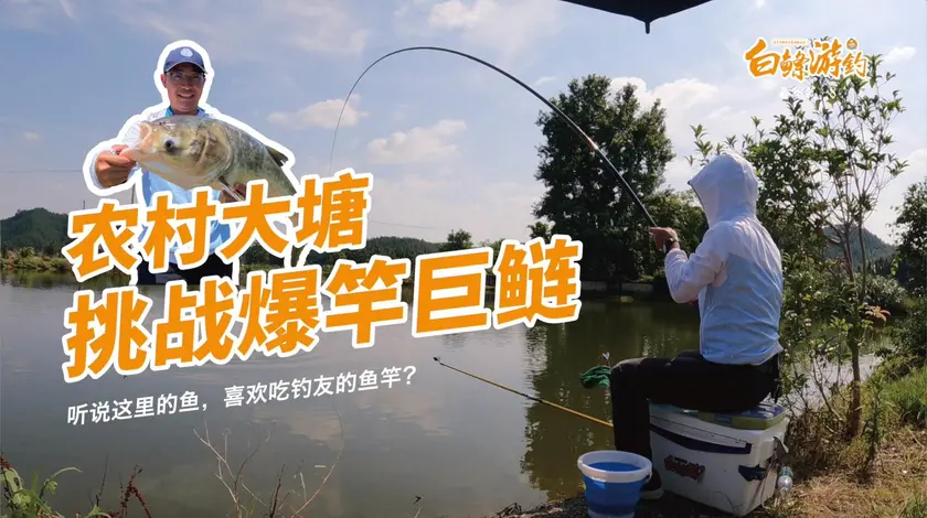 白条杀手 农村小塘里藏大鱼，钓友断了几根竿 [视频]