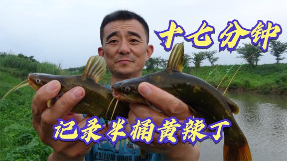 桥筏江湖 看不上眼的小河，轻松钓了半桶黄辣丁 [视频]