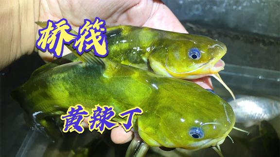 桥筏江湖 桥筏钓黄辣丁，挂上蚯蚓1条接1条 [视频]