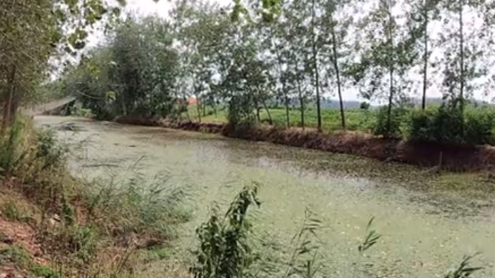 缘鱼 水深30公分，朝天钩挂蚯蚓底钓鲫鱼 [视频]