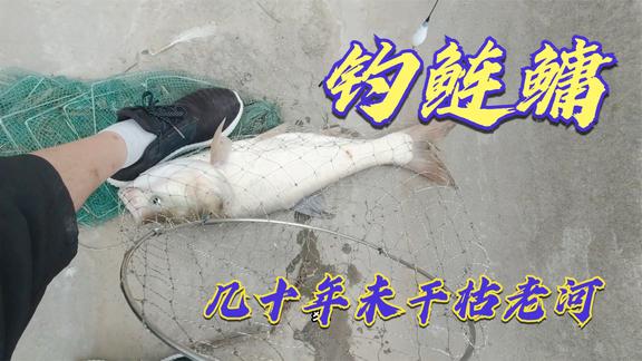 桥筏江湖 几十年没有干枯的老河，用天元邓刚浮钓鲢鳙 [视频]