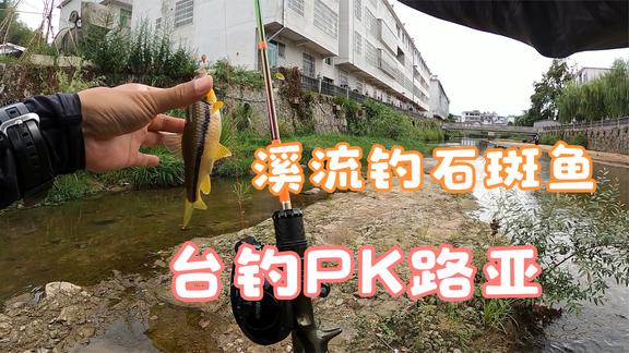 就这样路亚 溪流钓石斑鱼，台钓PK路亚 [视频]