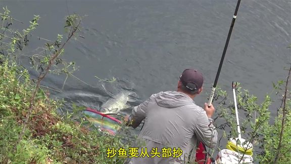 三本先生 台钓【台钓草鱼，鳊鱼】 [视频]
