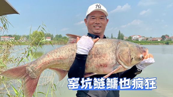 邓刚钓鱼 窑坑鲢鳙也疯狂 [视频]