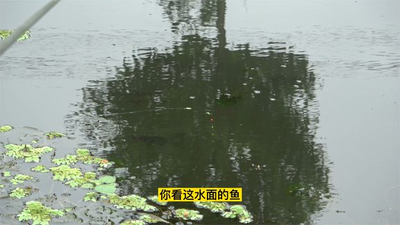缘鱼 2米长线挂蚯蚓钓水草边，鲫鱼排着队的冒泡 [视频]