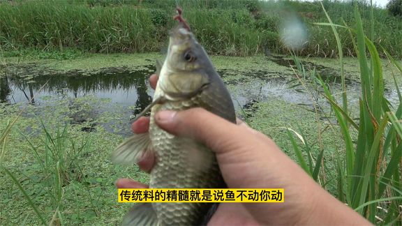 缘鱼 2米长线挂蚯蚓钓草边，鲫鱼排着队的上钩 [视频]