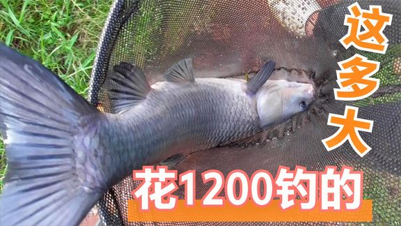 农人阿文 钓到大青鱼老板却说不算数 [视频]