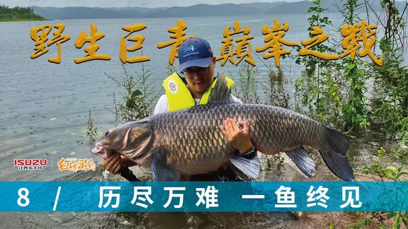 白条杀手 70斤野生巨青终于被钓获 [视频]