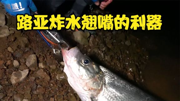 小汐路亚 浮水的米诺，让炸水的大翘嘴欲罢不能 [视频]