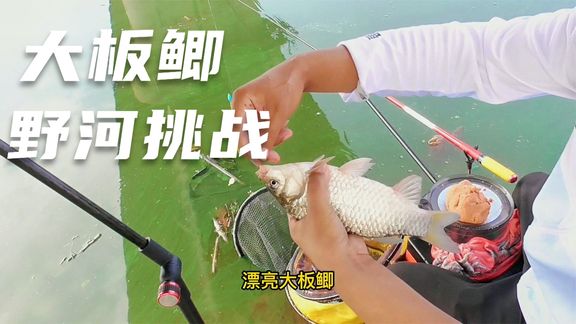 渔乐十三妹 野钓鲫鱼，43码大板鲫出没 [视频]
