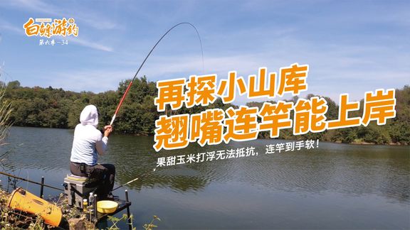 白条杀手 300一天涨价到500，玉米打浮依然连竿 [视频]
