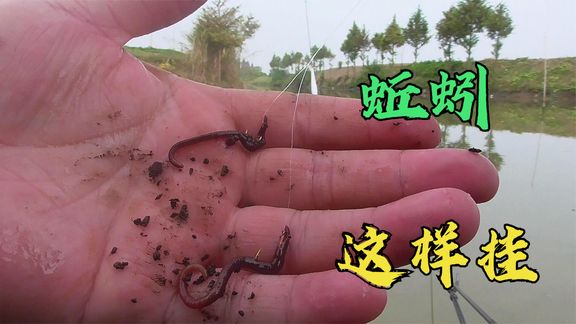 旋哥野钓 用蚯蚓钓鱼的，挂钩方法 [视频]