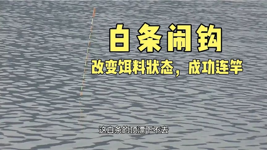 阿呈钓鱼 白条疯狂闹钩，马上改变饵料状态 [视频]