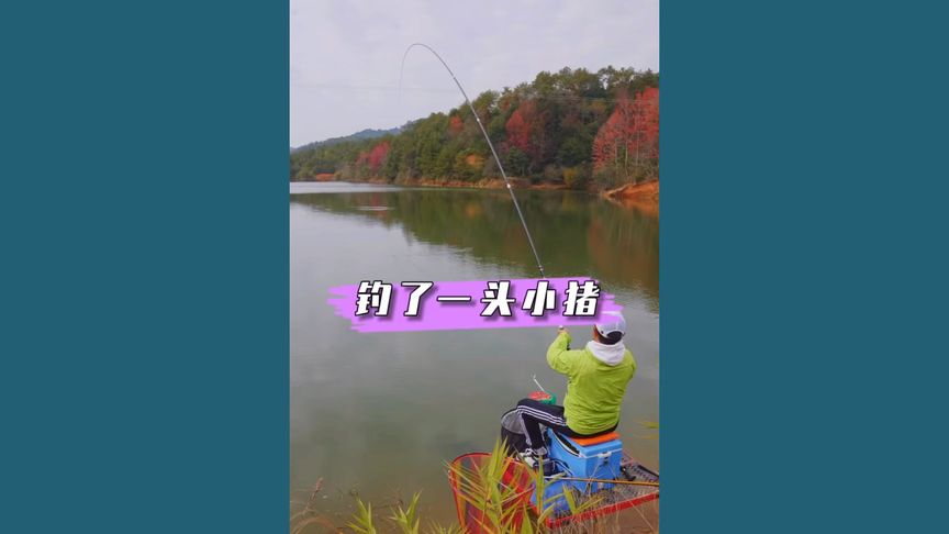 邓刚钓鱼 黑坑水库盘老板，一不小心钓了一头小猪 [视频]