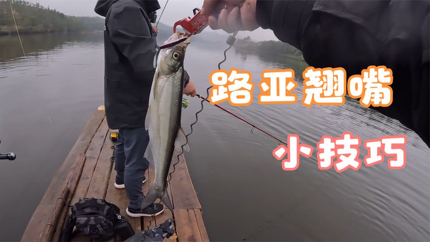 就这样路亚 小哥水库爆钓大翘嘴 [视频]