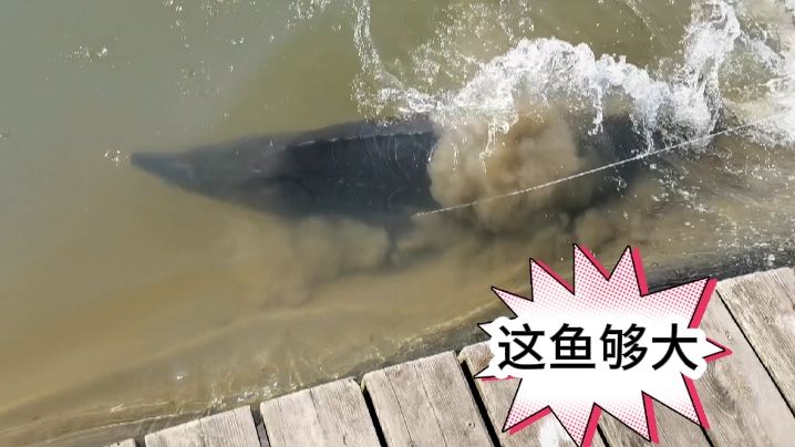 寨主钓大鱼 本想来网红钓场钓青鱼，结果总有巨物出现 [视频]