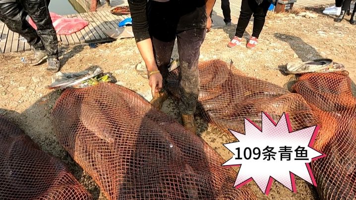 寨主钓大鱼 五小时钓109条青鱼 [视频]