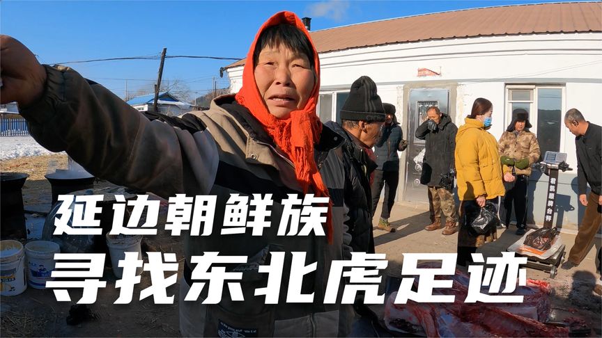 白条杀手 这东北虎脚印比我的脚还大 [视频]