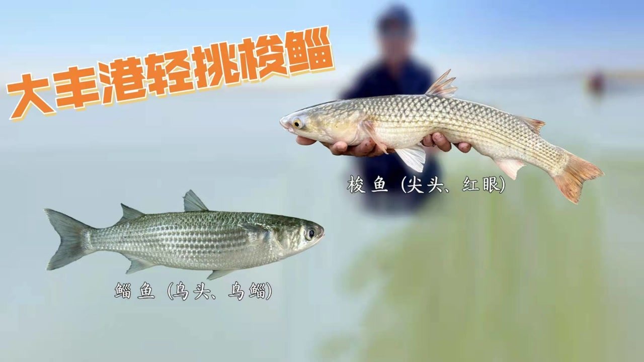 游钓中国第八第1集 大丰港轻挑梭鲻 [视频]
