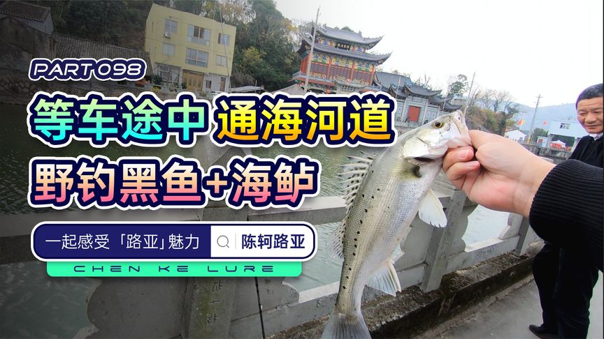 陈轲路亚 冬季如何野钓海鲈？大家都是用什么饵？ 视频]