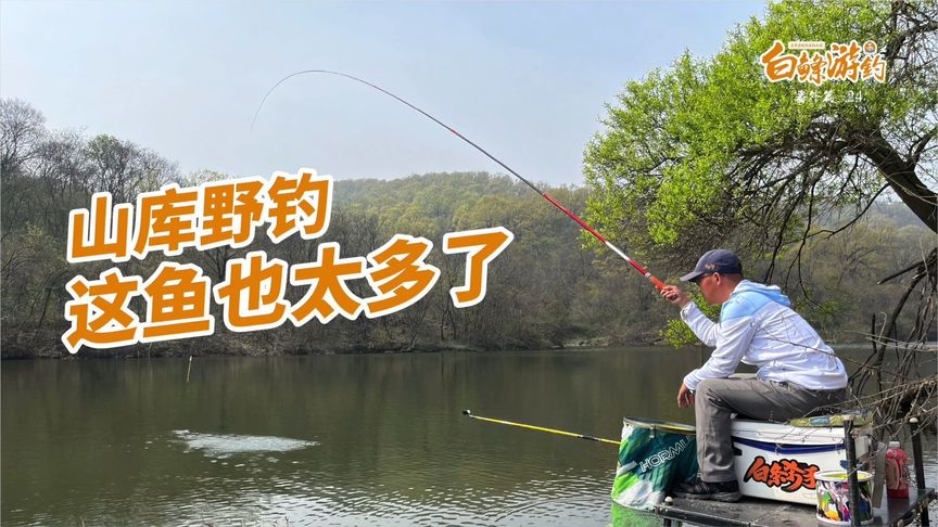 白条杀手 山里野库鲫鱼泛滥，这种钓法竿竿截口 [视频]
