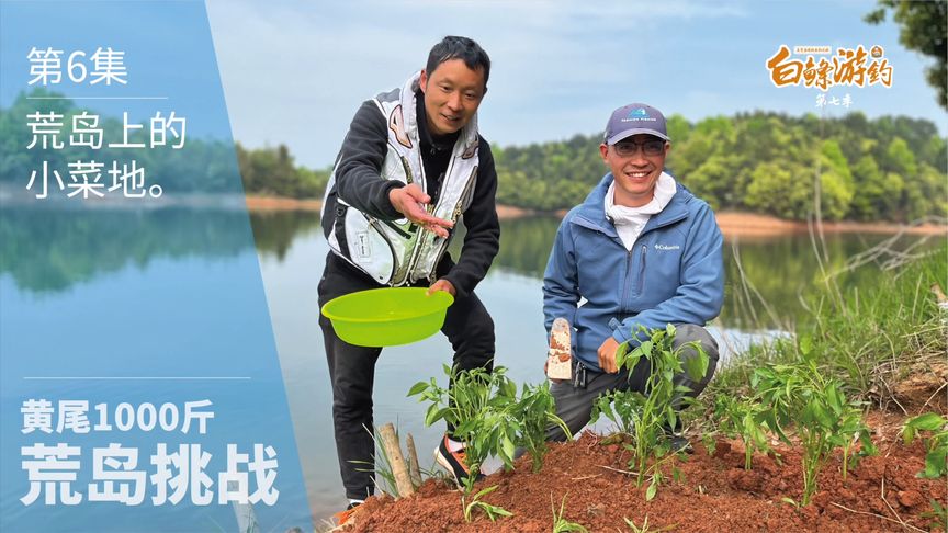 白条杀手 荒岛小菜园安排上了，今天黄尾终于开口了 [视频]