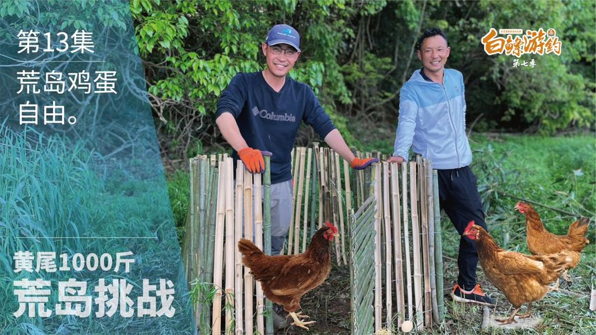 白条杀手 粉丝建议养几只鸡下蛋，必须安排 [视频]